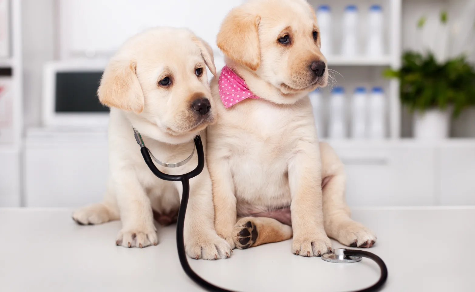 Puppies with stethoscope